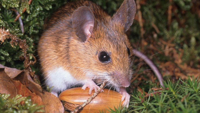 Eine Gelbhalsmaus oder Große Waldmaus (Apodemus flavicollis) hat eine Eichel vor sich liegen. | Bildquelle: picture-alliance / OKAPIA KG Eine Gelbhalsmaus oder Große Waldmaus (Apodemus flavicollis) hat eine Eichel vor sich liegen.