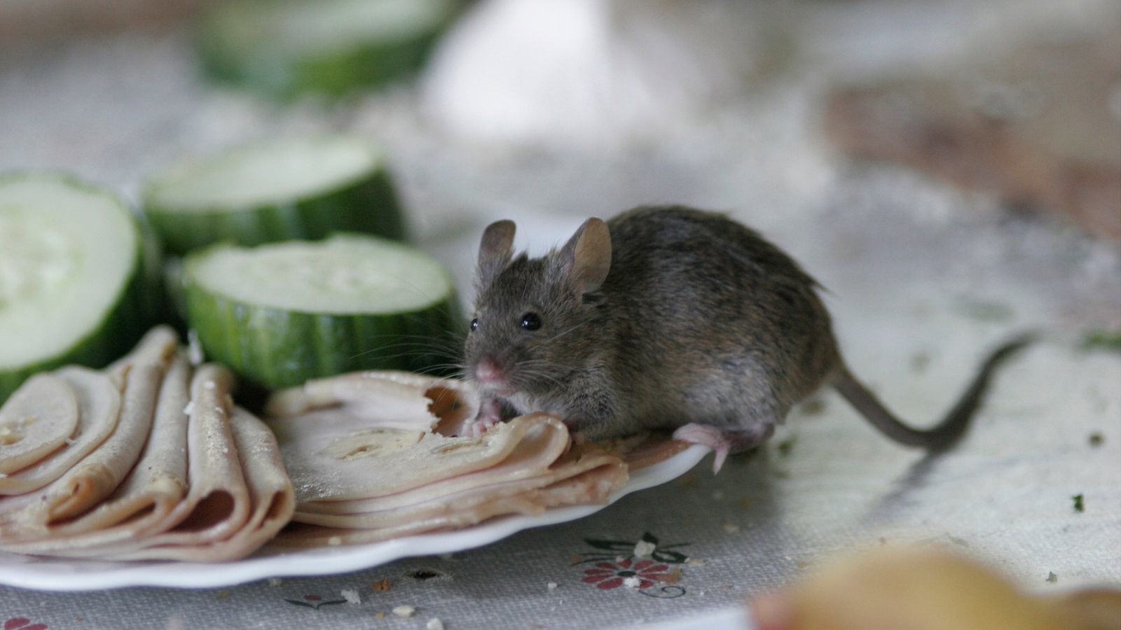 Qué comen los ratones