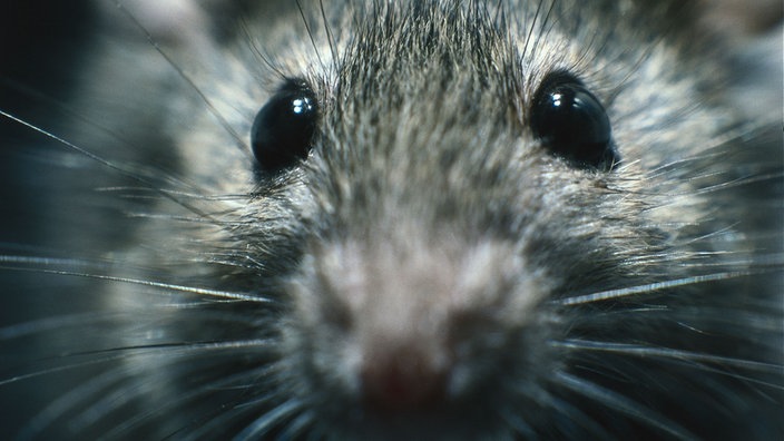 Nahaufnahme einer Hausmaus (Mus musculus domesticus). | Bildquelle: mauritius images Nahaufnahme einer Hausmaus (Mus musculus domesticus).