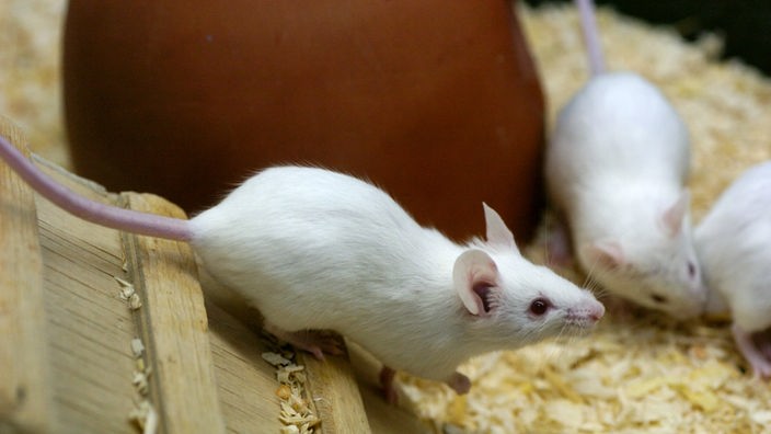 Weiße Mäuse in einem Käfig.