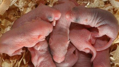 Neugeborene Hausmäuse liegen nackt und mit geschlossenen Augen auf Holzspänen.