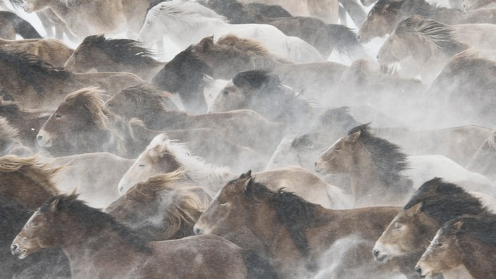 Eine Herde verwilderter Pferde in der Mongolei in einem Schneesturm
