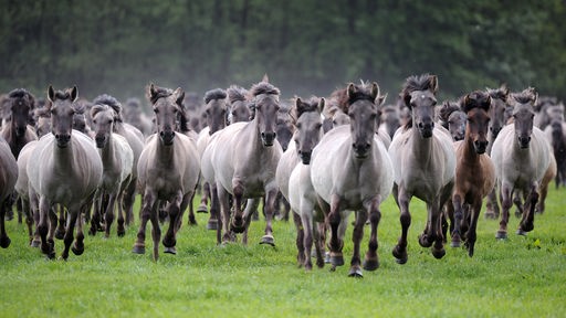 Eine Herde grauer und brauner Pferde galoppiert über eine Lichtung
