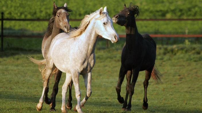 Drei junge Araberpferde unterschiedlicher Farbe