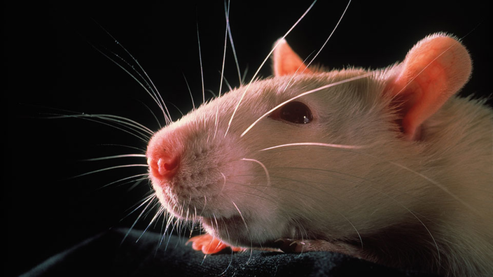 Nahaufnahme einer Ratte. | Bildquelle: Mauritius Nahaufnahme einer Ratte.