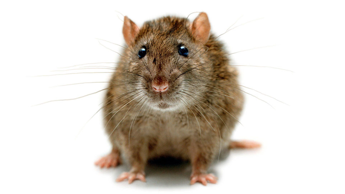 Ratten: Biologie der Ratte - Ratten - Haustiere - Natur - Planet Wissen