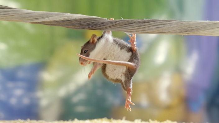 Eine Ratte hangelt sich an einem Seil entlang.