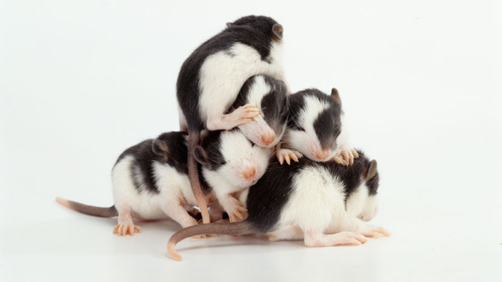 Kleine Ratten auf einem Haufen.