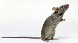 Ratte macht Männchen.
