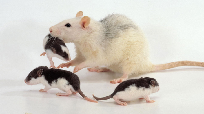 Eine Rattenmama mit drei Babys.