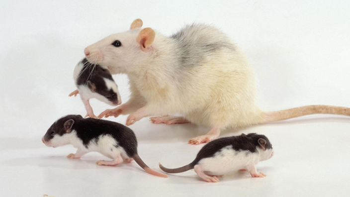 Eine Rattenmama mit drei Babys. | Bildquelle: mauritius images/Christine Steimer Eine Rattenmama mit drei Babys.
