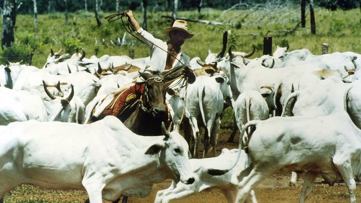 Ein brasilianischer Cowboy fängt weiße Rinder in einer Herde mit dem Lasso.