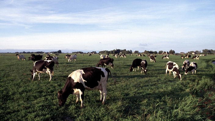 Auf einer Weide stehen schwarz-weiße Rinder.