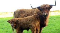 Zottelig, friedsam und robust sind die Highland-Rinder.