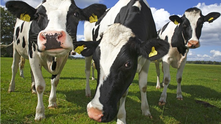 Drei junge Milchkühe der Rasse Deutsche Holstein Schwarzbunte stehen auf einer Weide.
