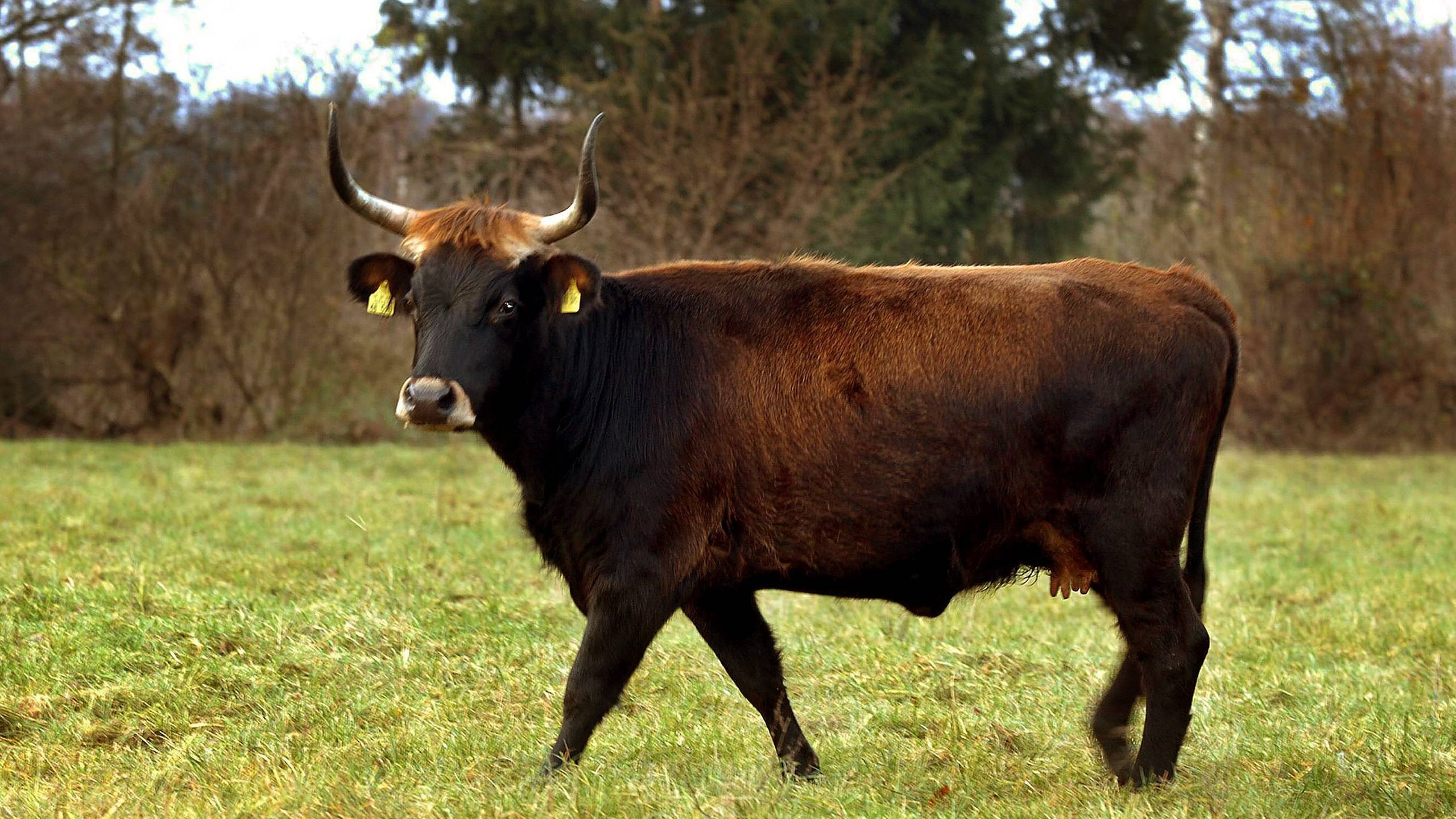 Heckrinder (Bos primigenius taurus) sind eine recht ursprüngliche Rinderzüchtung.