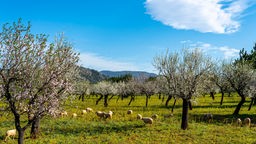 Schafe weiden auf einer Wiese zwischen blühenden Mandelbäumen