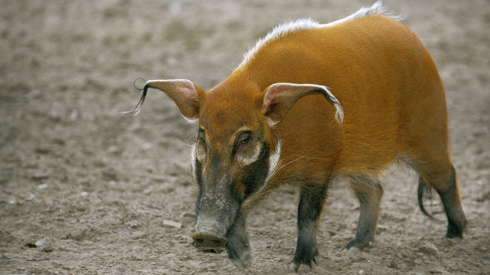 Schweine: Schweinische Vielfalt - Schweine - Haustiere - Natur - Planet ...