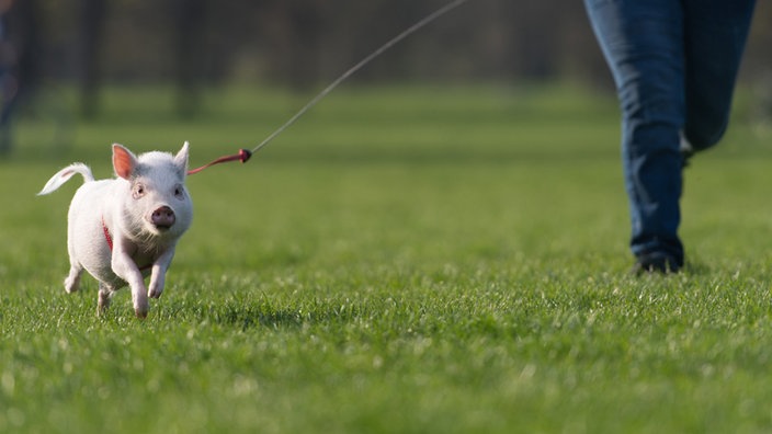 Minischwein rennt über eine Wiese