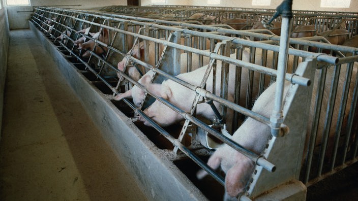 In einem Schweinemastbetrieb stehen die Schweine in Einzelboxen im Stall.