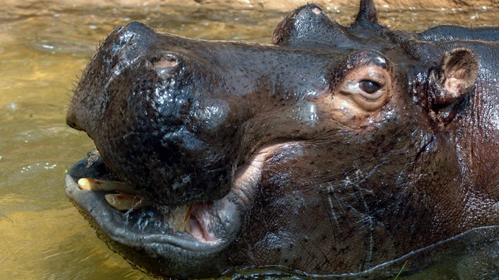 Nilpferdkopf im Wasser.