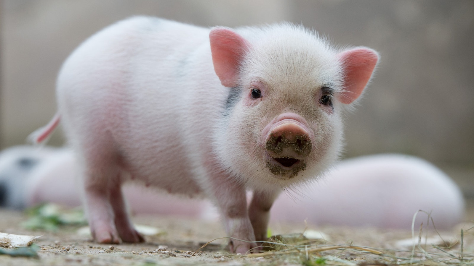 Schweine: Minischweine als Haustiere - Schweine - Haustiere - Natur ...