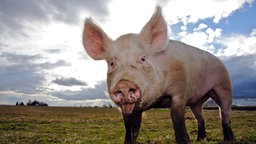 Schwein auf Wiese