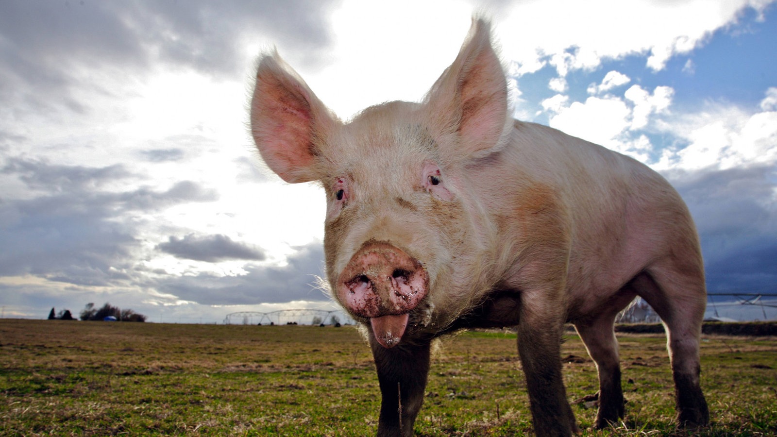 Bild Von Schwein: A Comprehensive Guide to Its Value, Benefits, and Urgency