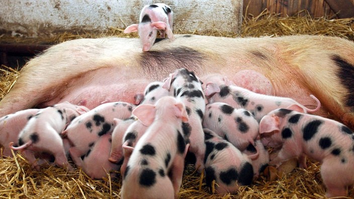 Die Sau Agathe von der Rasse Bunte Bentheimer Schweine säugt 15 Ferkel
