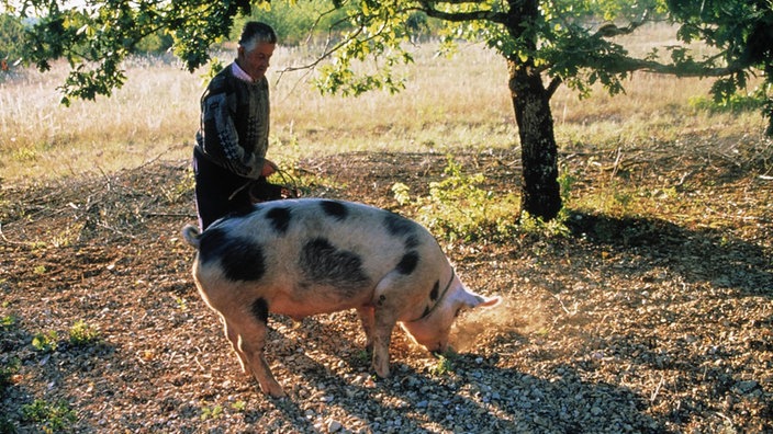 Schwein bei der Trüffelsuche