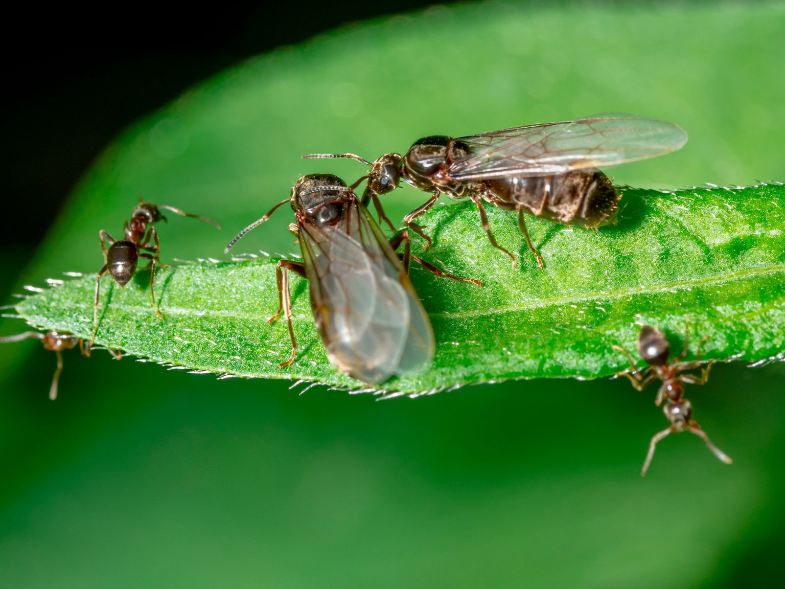Ameisen Lebensweg Einer Ameise Ameisen Insekten Und Spinnentiere Natur Planet Wissen
