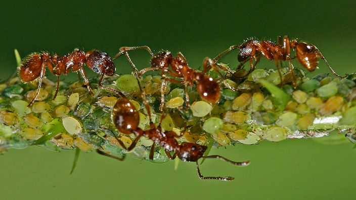 Ameisen und Blattläuse an einem Pflanzenstengel.