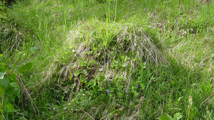 Nest der Gelben Wiesenameise | Bildquelle: Halvard Hatlen Nest der Gelben Wiesenameise