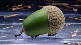 Ameisen transportieren ihre Nahrung.