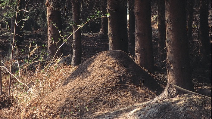 Ein Ameisenhaufen steht unter einem Baum im Wald.