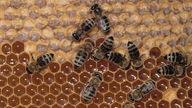 Bienen auf Honigwaben.