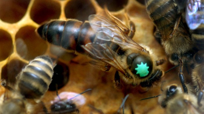 Bild mehrerer Bienen, die größte ist farbig gekennzeichnet.