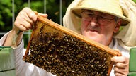 Ein Imker hält Bienenwaben hoch, auf denen Bienen sitzen.