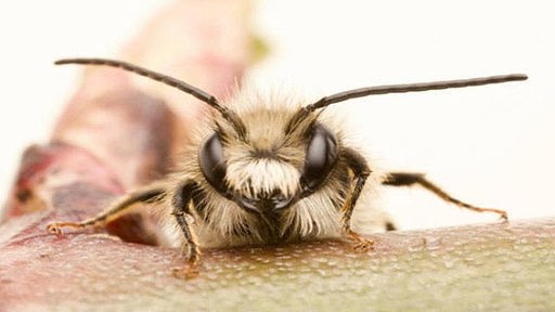 Ein Männchen der roten Mauerbiene.