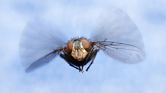 Fliegende Mosca Domestica frontal in der Luft