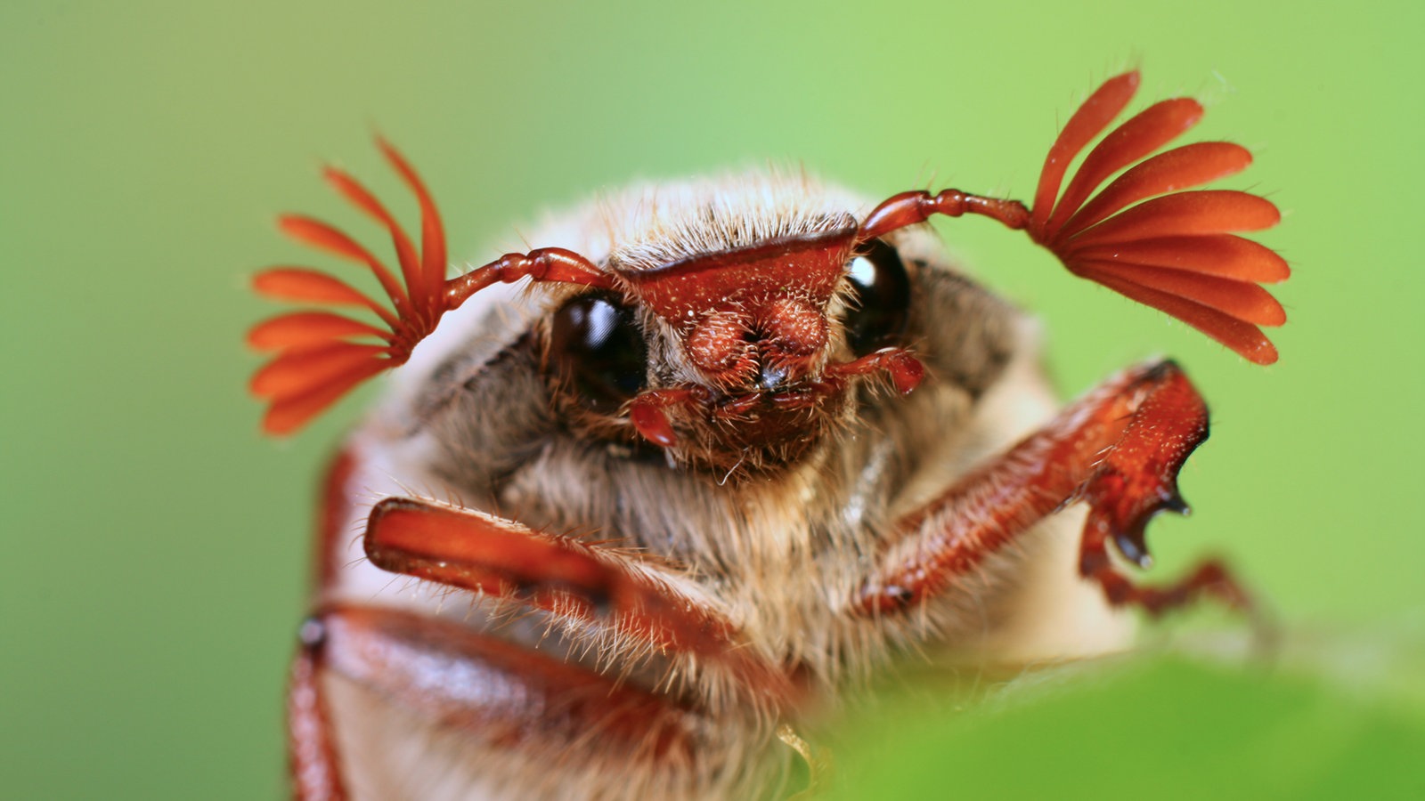 Kafer Die Sinnesorgane Der Kafer Kafer Insekten Und Spinnentiere Natur Planet Wissen