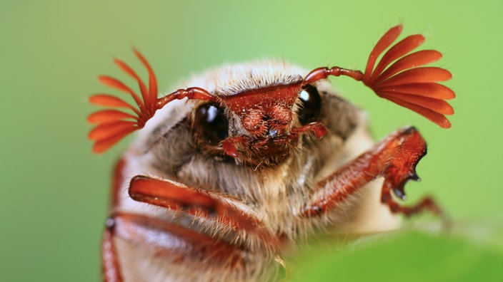 Käfer: Die Sinnesorgane der Käfer - Käfer - Insekten und