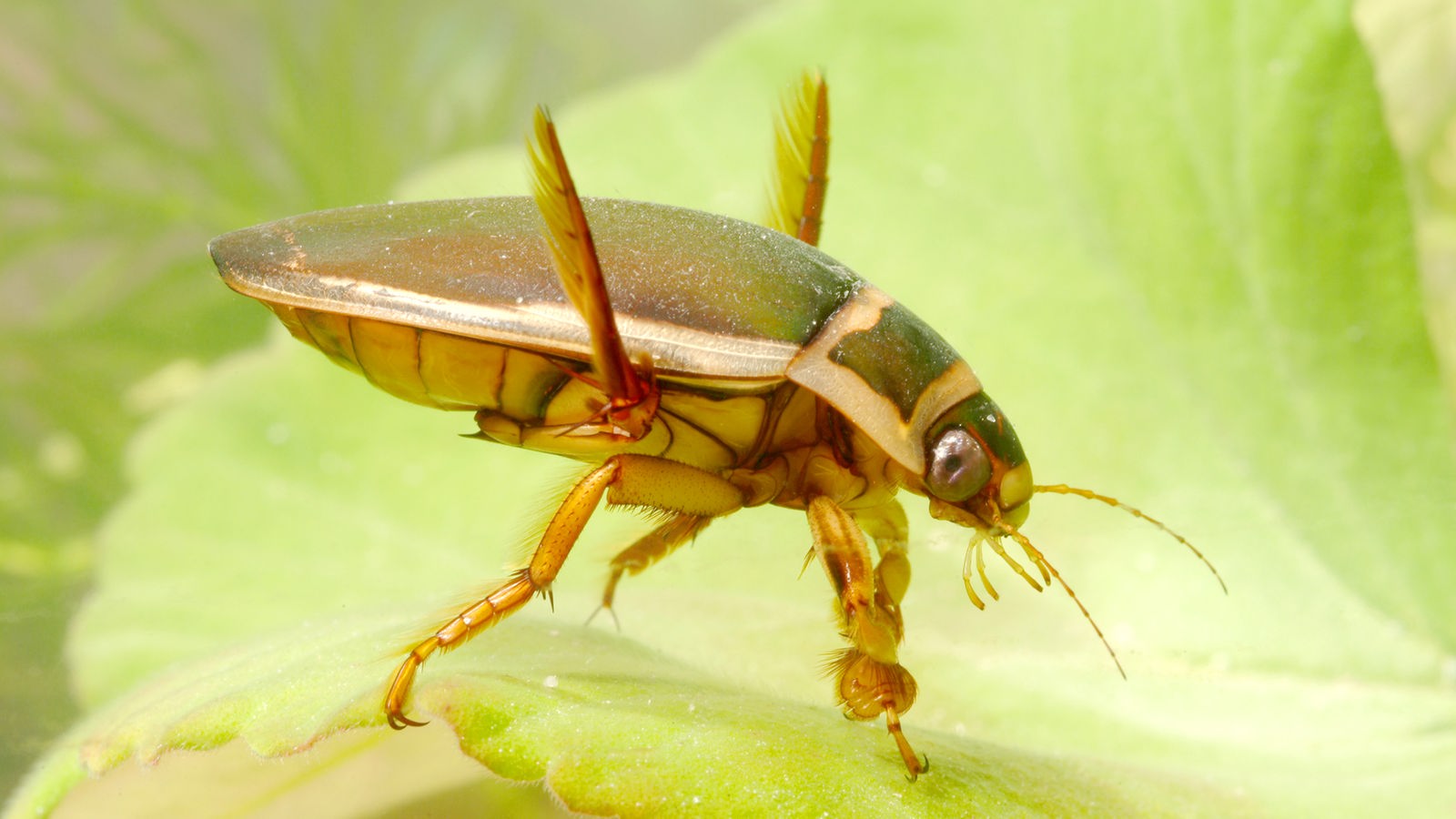 Käfer: Besondere Käfer - Käfer - Insekten und Spinnentiere - Natur - Planet  Wissen