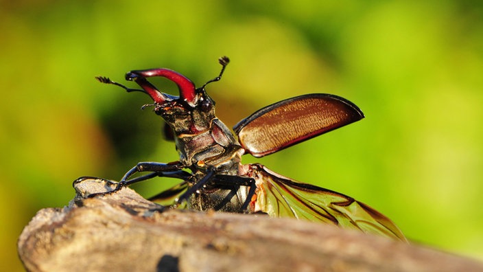 Ein männlicher Hirschkäfer (Lucanus cervus) sitzt auf Baumrinde, Nahaufnahme.