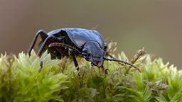 Hainlaufkäfer auf Moos