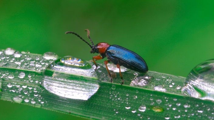 Rothalsiges Getreidehähnchen auf einem Grashalm