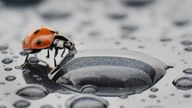 Siebenpunkt-Marienkäfer (Coccinella septempunctata) trinkt von einem Wassertropfen