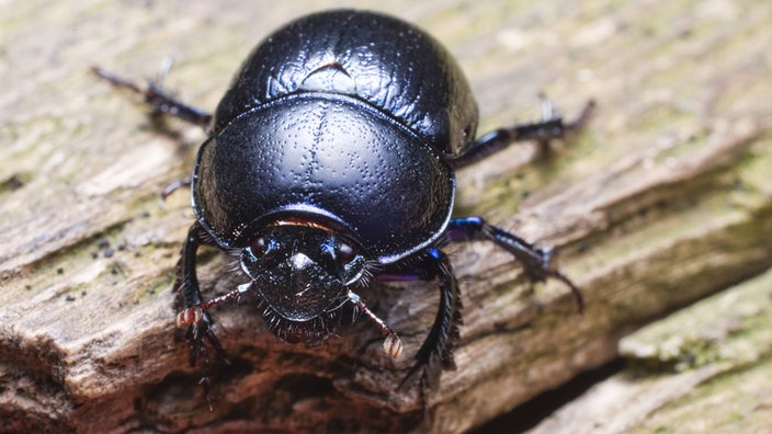 Ein Waldmistkäfer (Anoplotrupes stercorosus) sitzt auf einem Stückchen Holz. | Bildquelle: WDR / IMAGO Ein Waldmistkäfer (Anoplotrupes stercorosus) sitzt auf einem Stückchen Holz.
