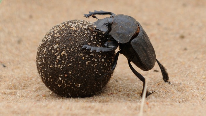 Ein Skarabäus, auch Pillendreher genannt, der zur Gattung der Blatthornkäfer gehört, rollt seine Dungkugel mit dem Nachwuchs darin über Sand.
