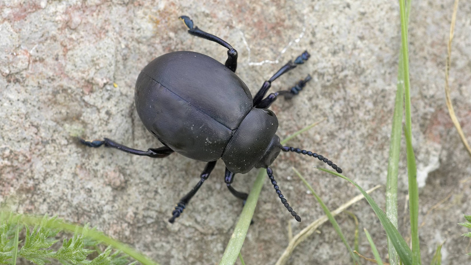 Käfer: Die Lebensräume der Käfer - Käfer - Insekten und Spinnentiere -  Natur - Planet Wissen